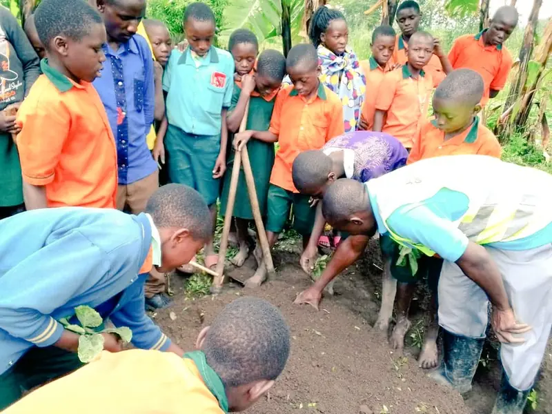 School children in uniform bend over a planting site to put a tree seedling in the ground